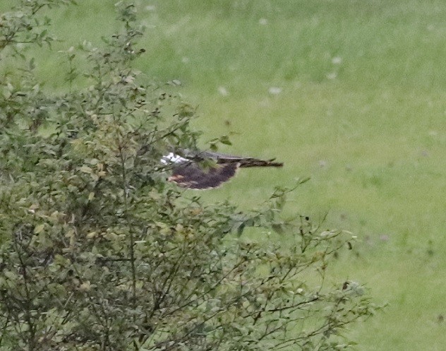 Northern Harrier - ML624114203