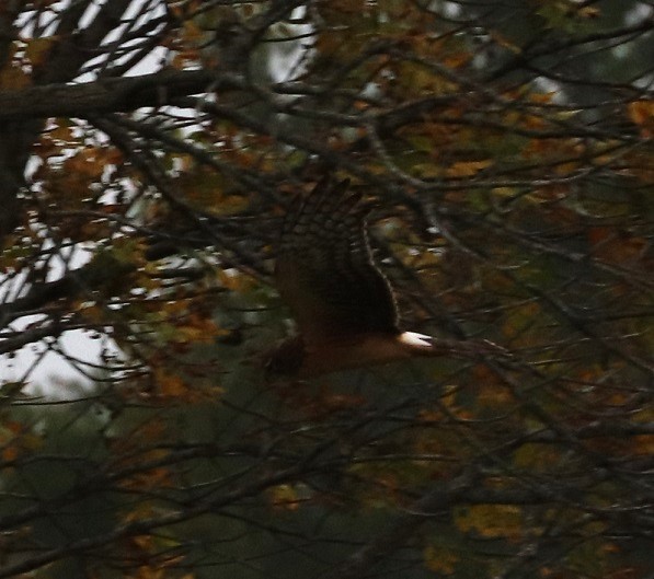 Northern Harrier - ML624114204