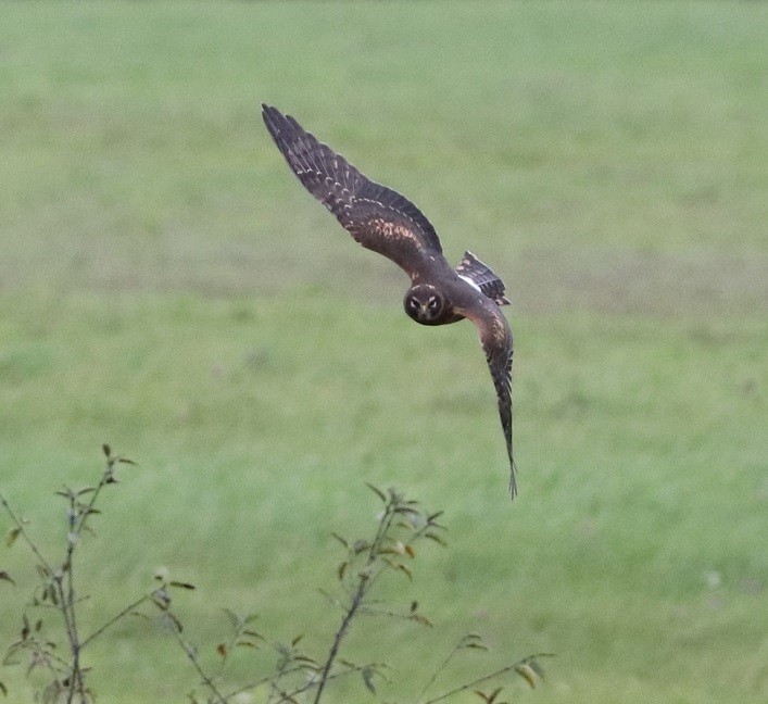 Northern Harrier - ML624114205