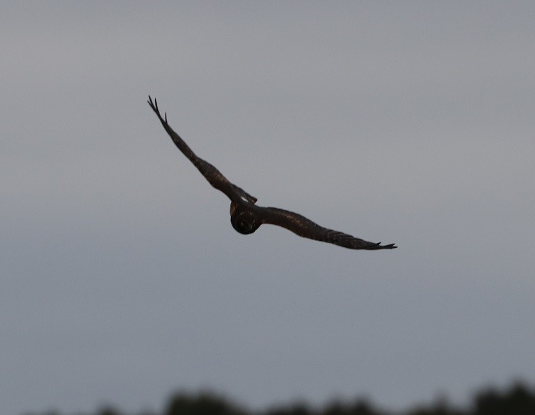 Northern Harrier - ML624114206