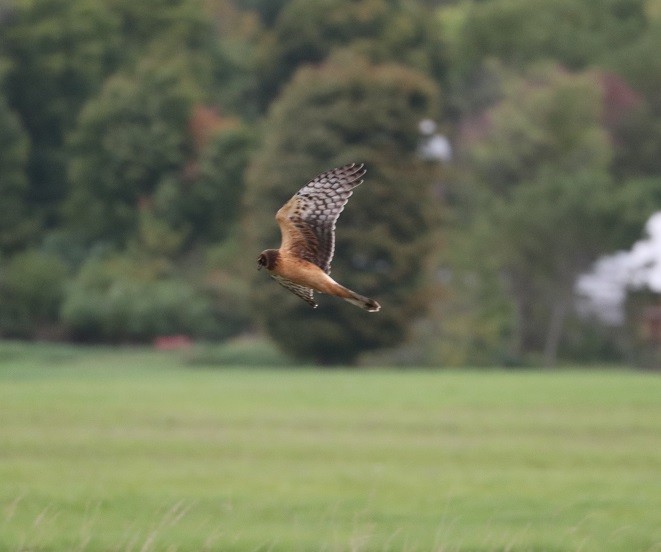 Northern Harrier - ML624114207