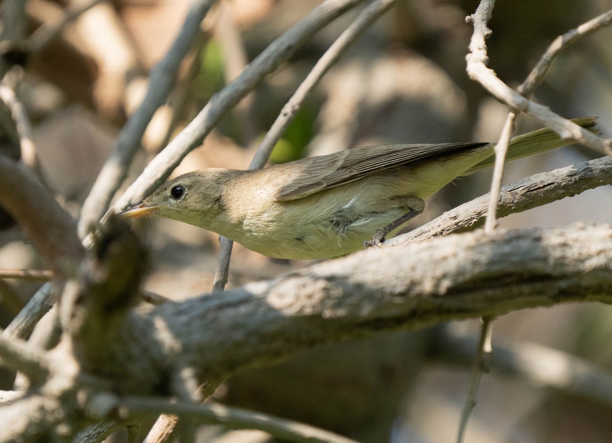 שיחנית קטנה - ML624114224