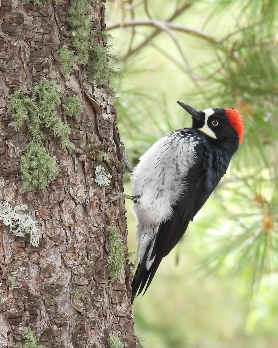 Acorn Woodpecker - ML624114246