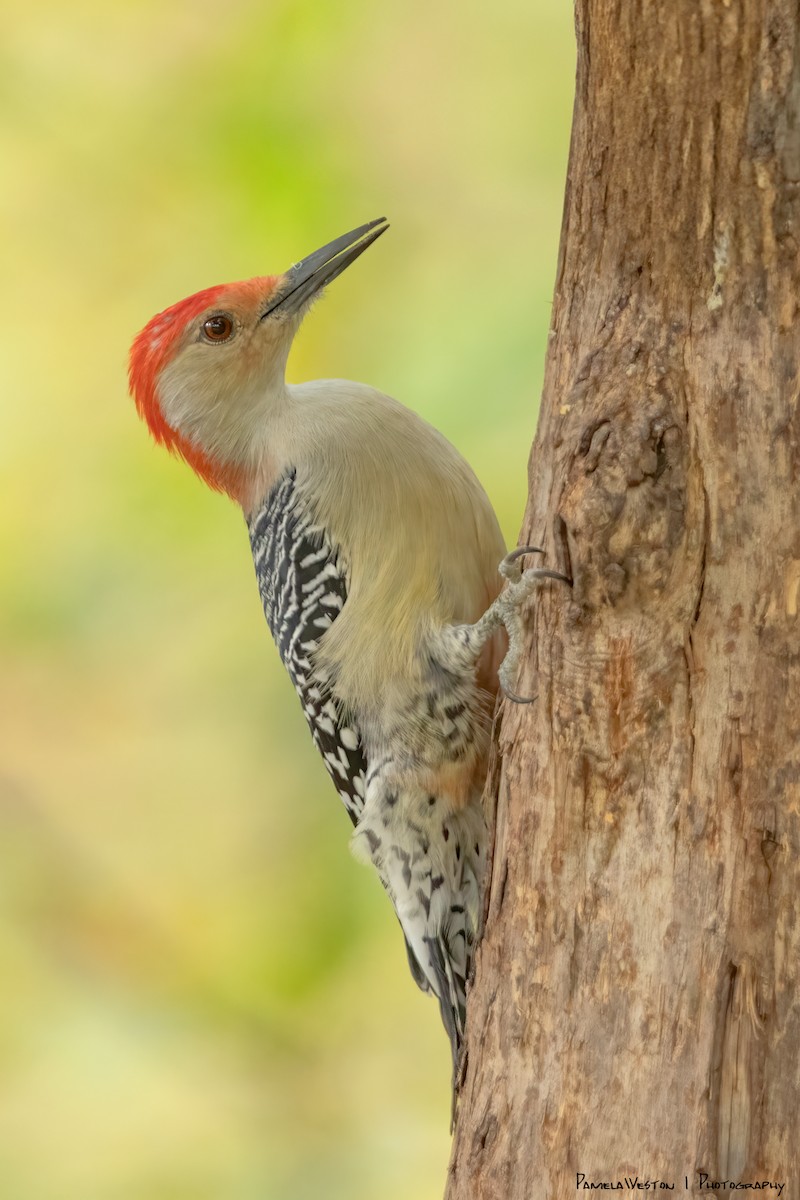 Red-bellied Woodpecker - ML624114255