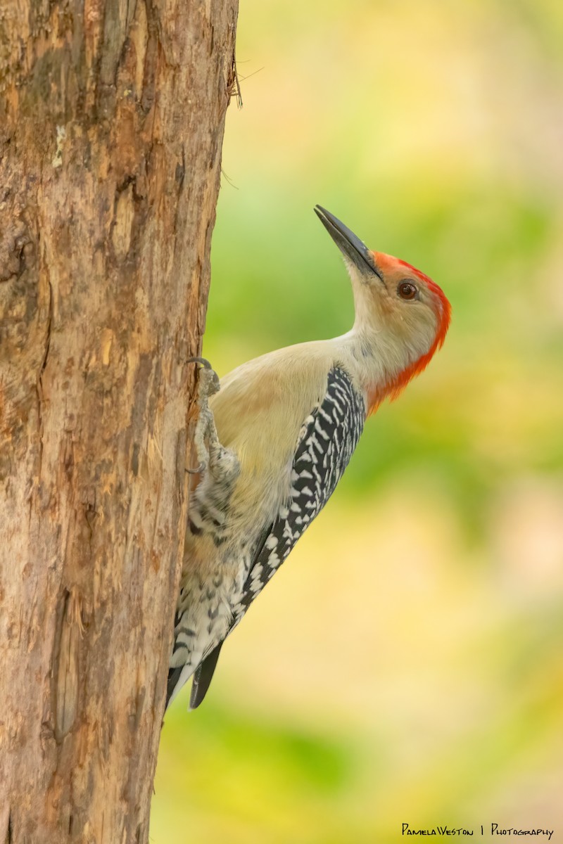 Red-bellied Woodpecker - ML624114256