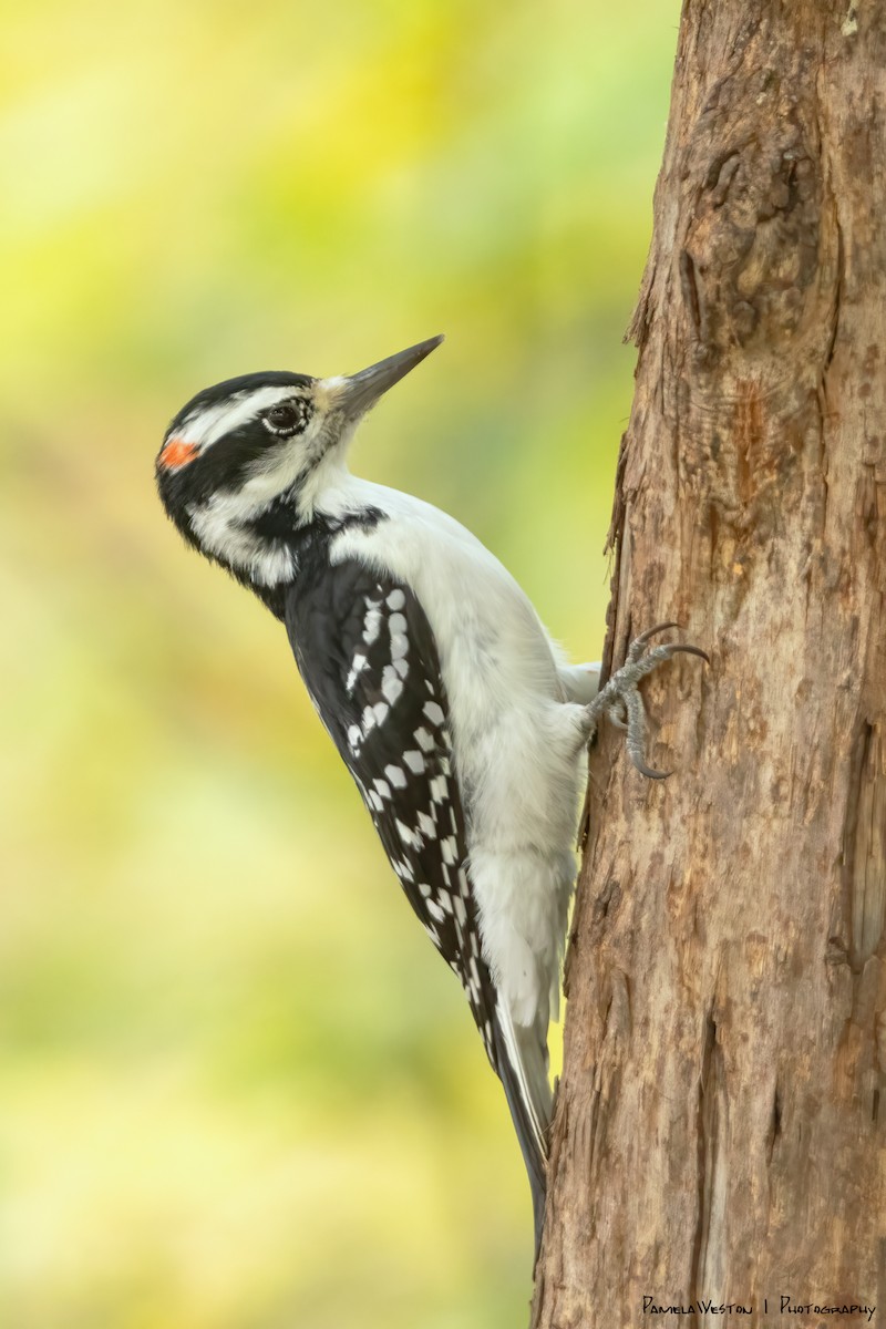 Hairy Woodpecker (Eastern) - ML624114259