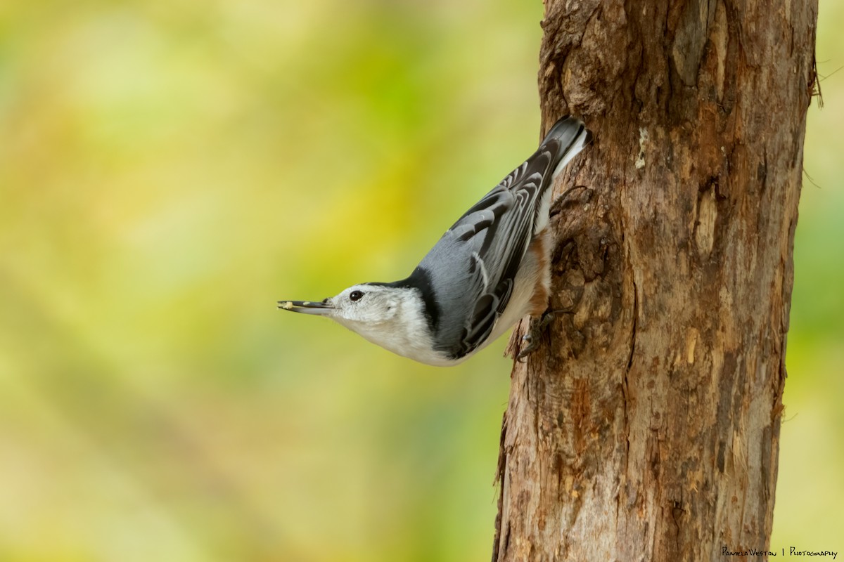 White-breasted Nuthatch - ML624114266