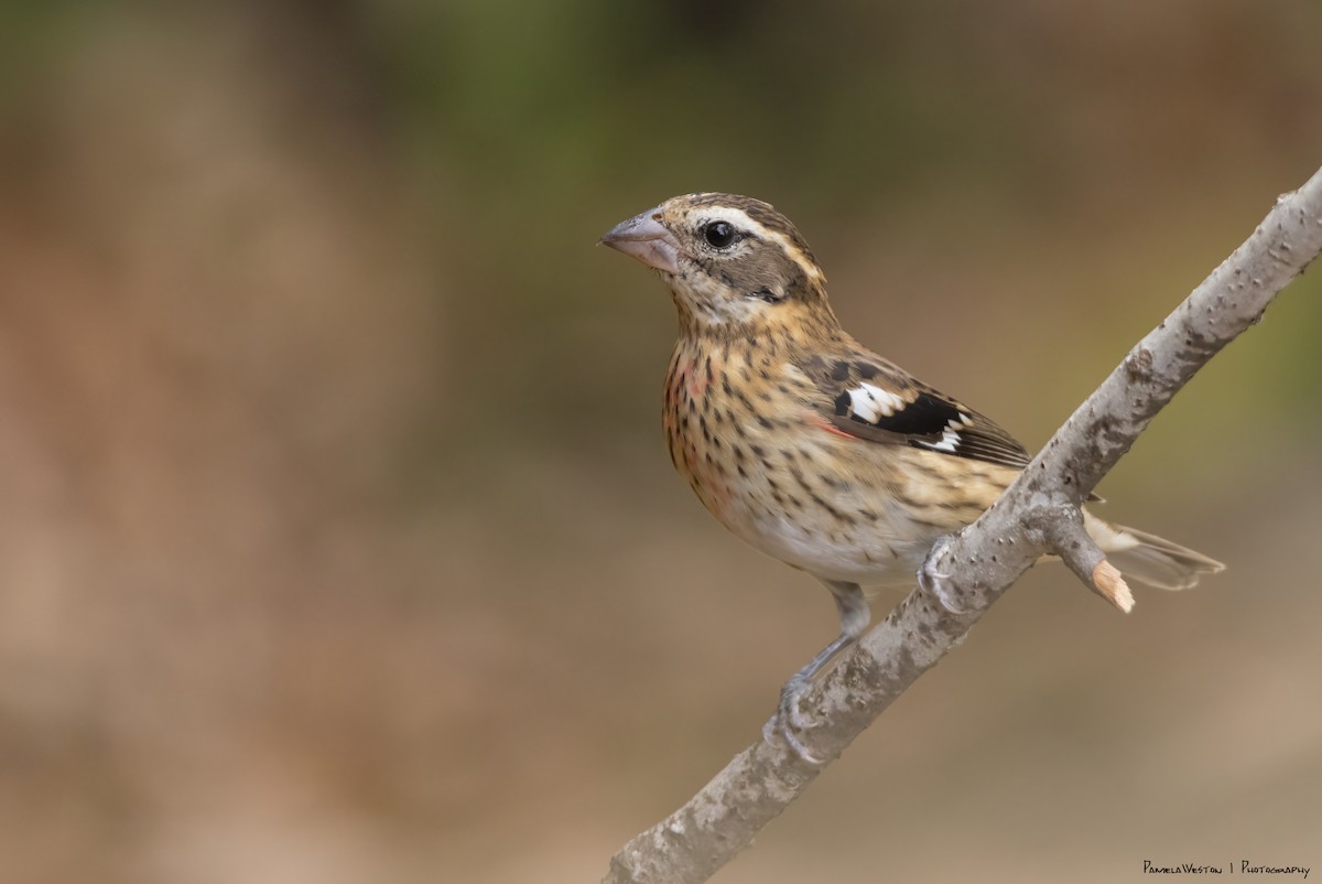 Rose-breasted Grosbeak - Pamela Weston