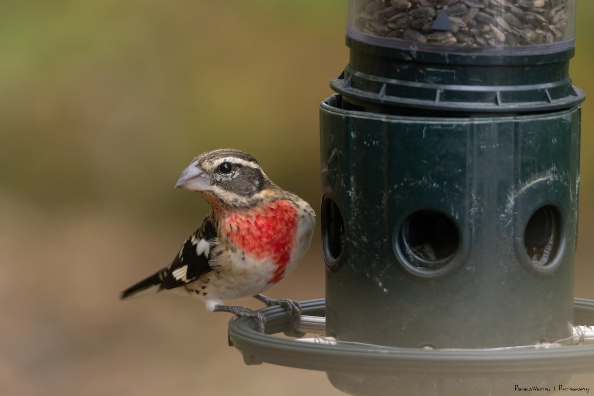 Rose-breasted Grosbeak - ML624114275