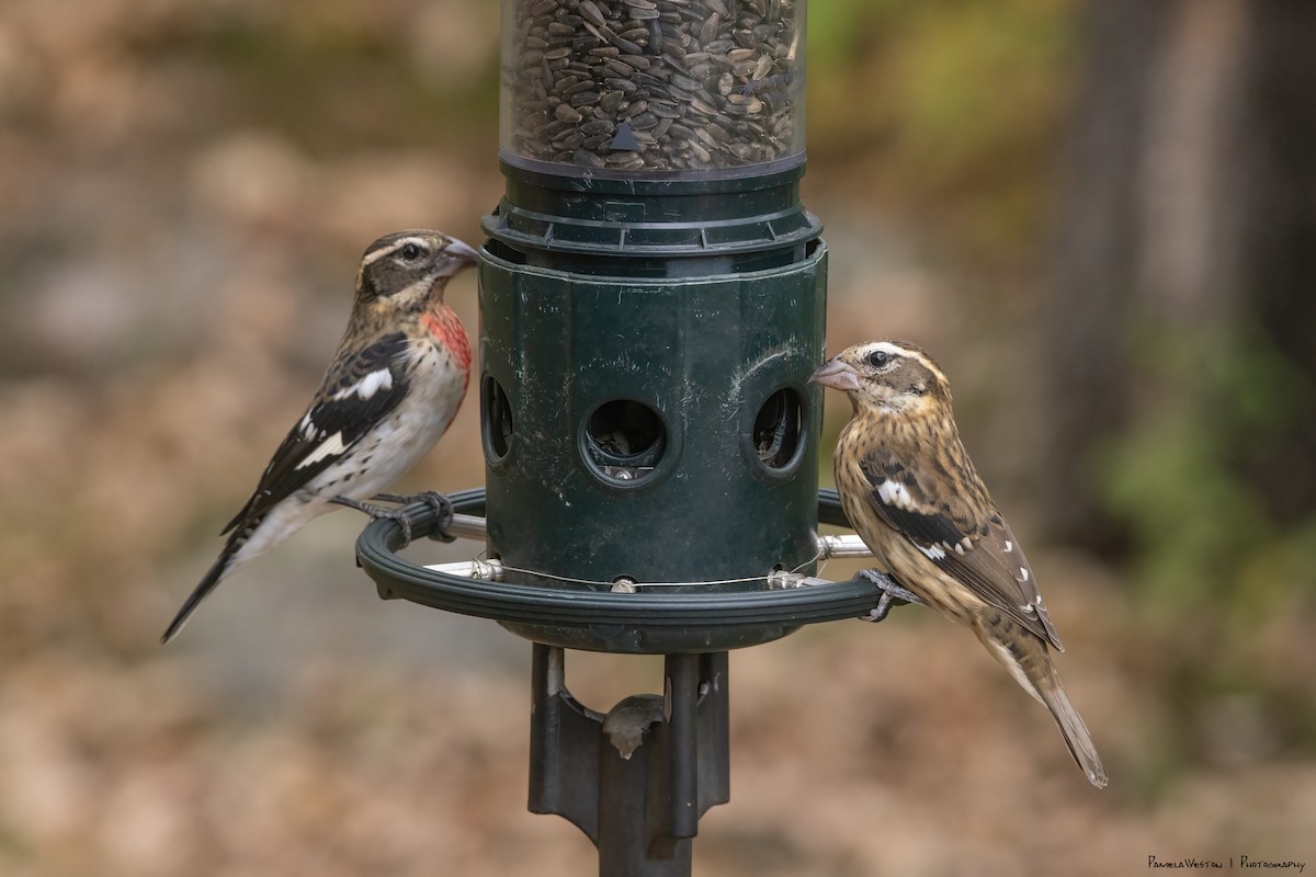 Rose-breasted Grosbeak - ML624114276