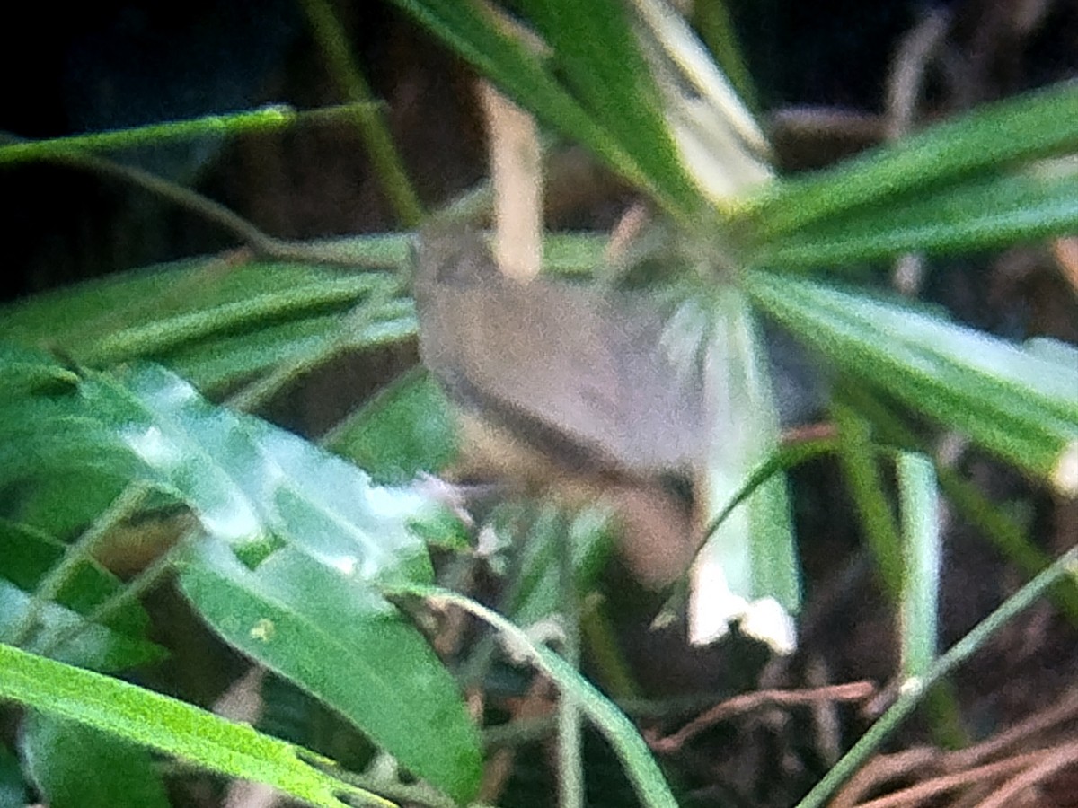 Abbott's Babbler - ML624114285