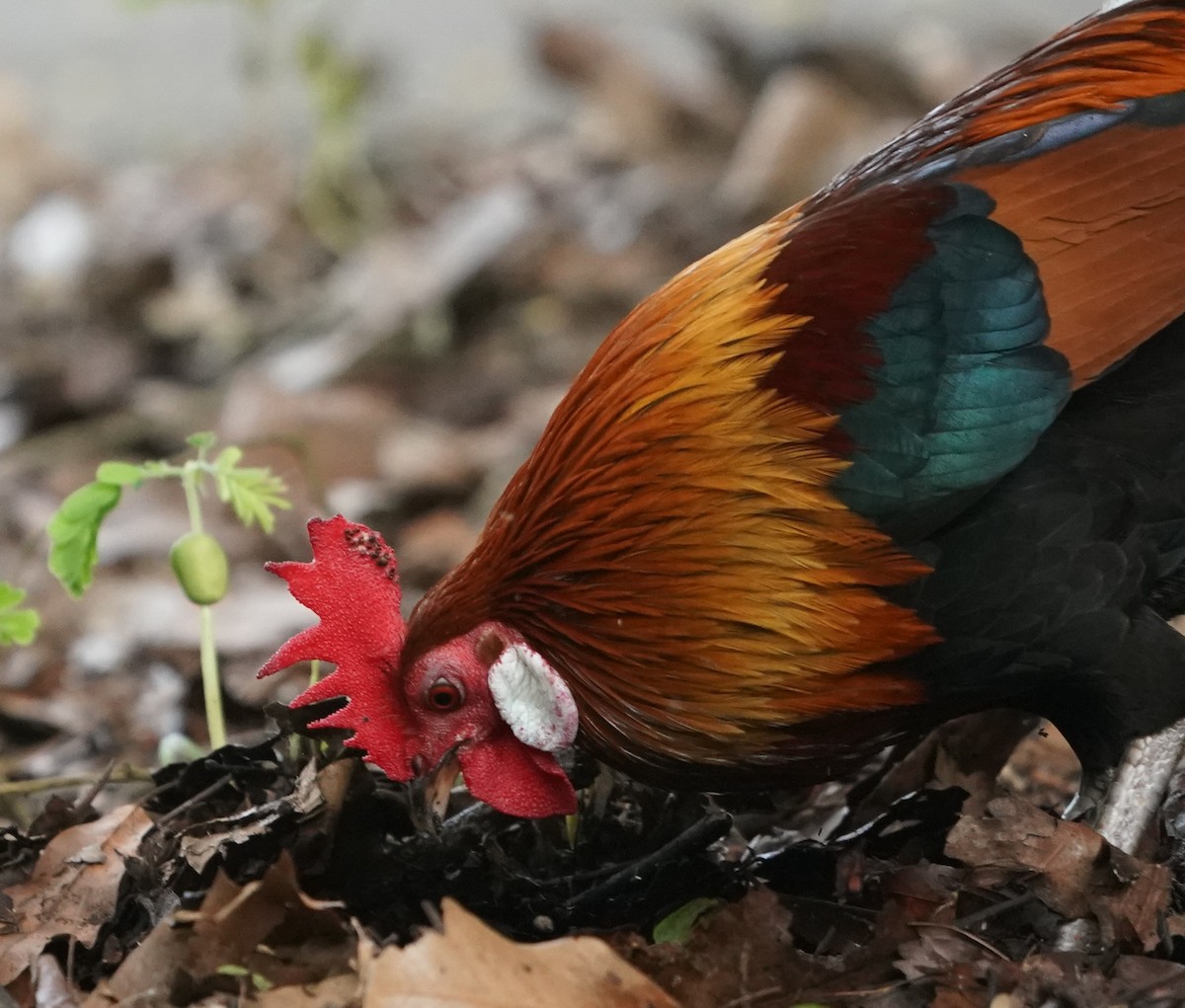 Red Junglefowl (Domestic type) - ML624114321