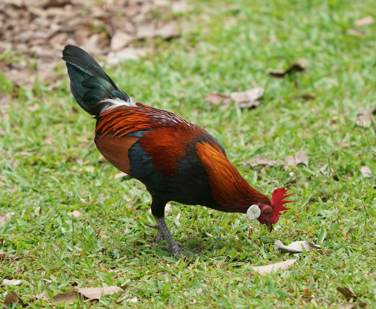 Red Junglefowl (Domestic type) - ML624114322