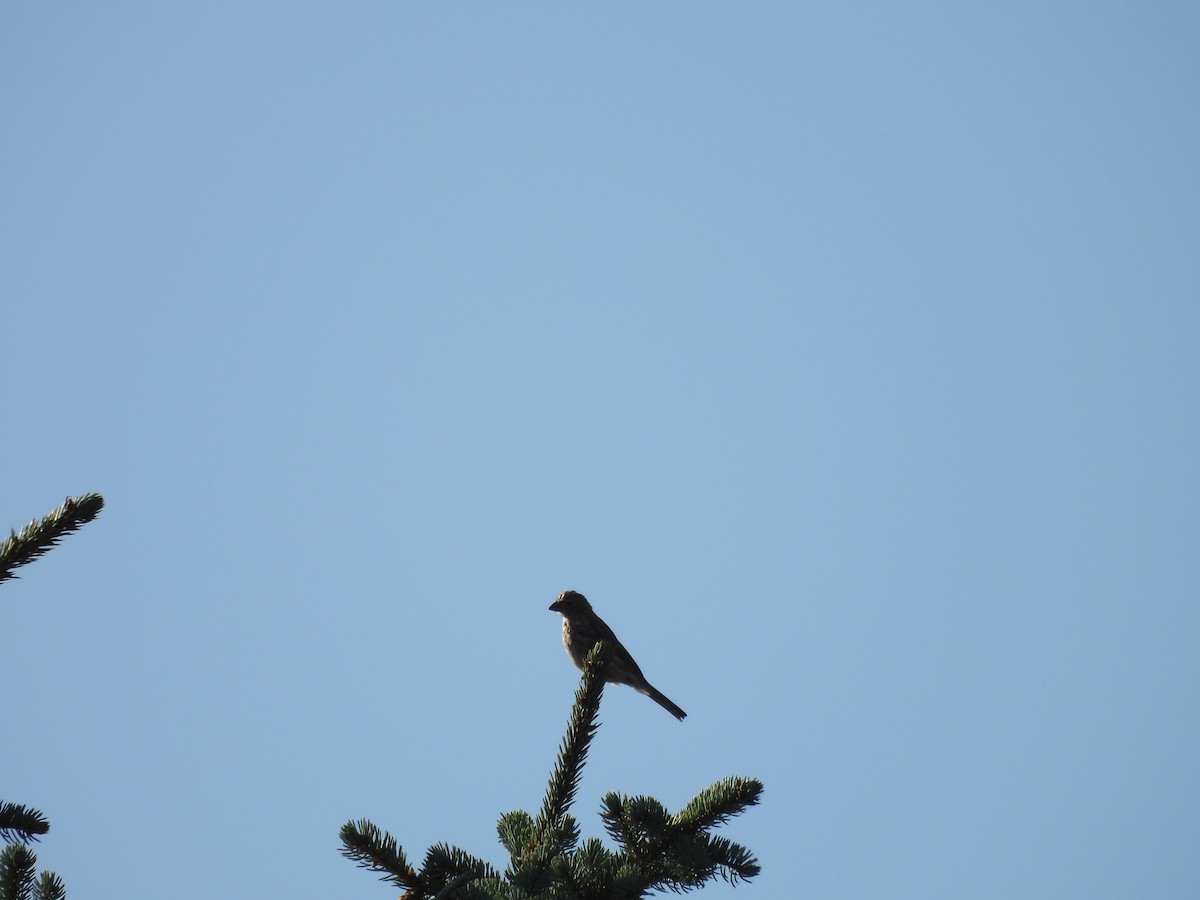 House Finch - Clayton Will