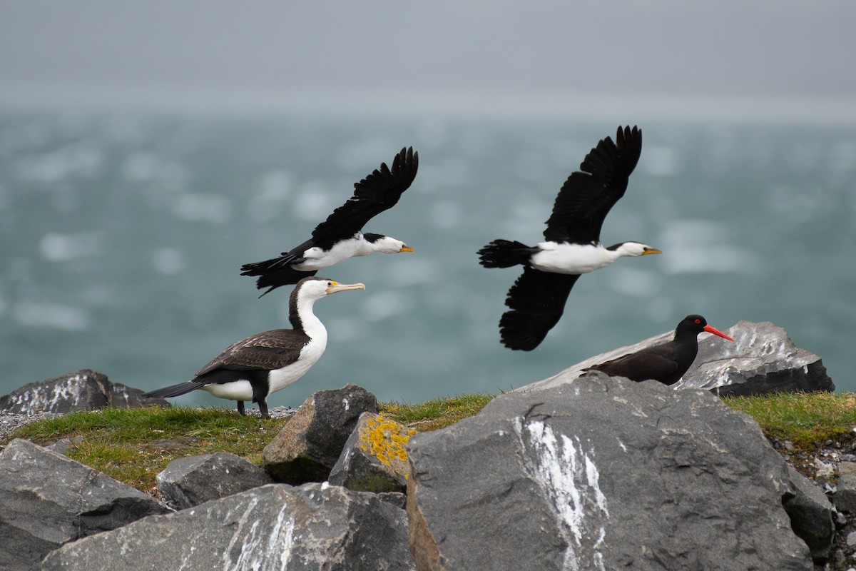 Pied Cormorant - ML624114341