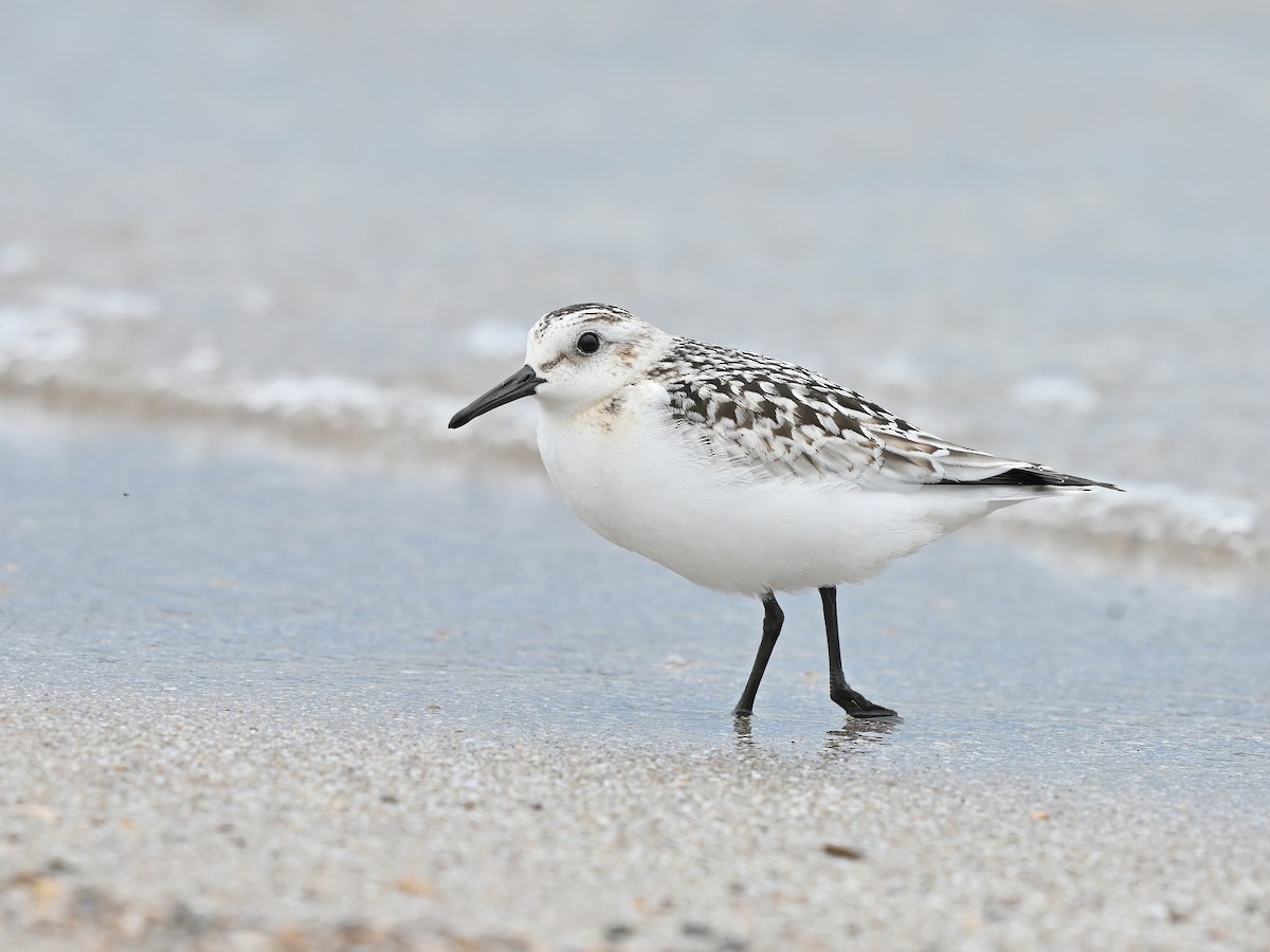 Sanderling - ML624114382