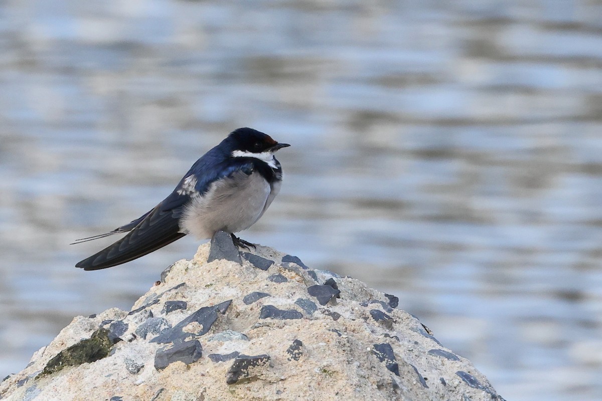 White-throated Swallow - ML624114384