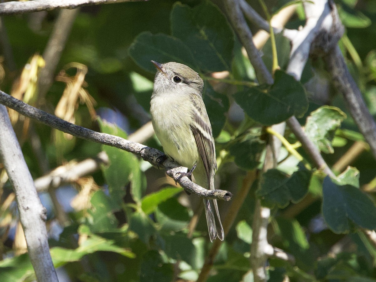 Hammond's/Dusky Flycatcher - ML624114388