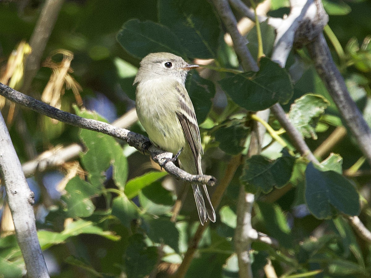 Hammond's/Dusky Flycatcher - ML624114389