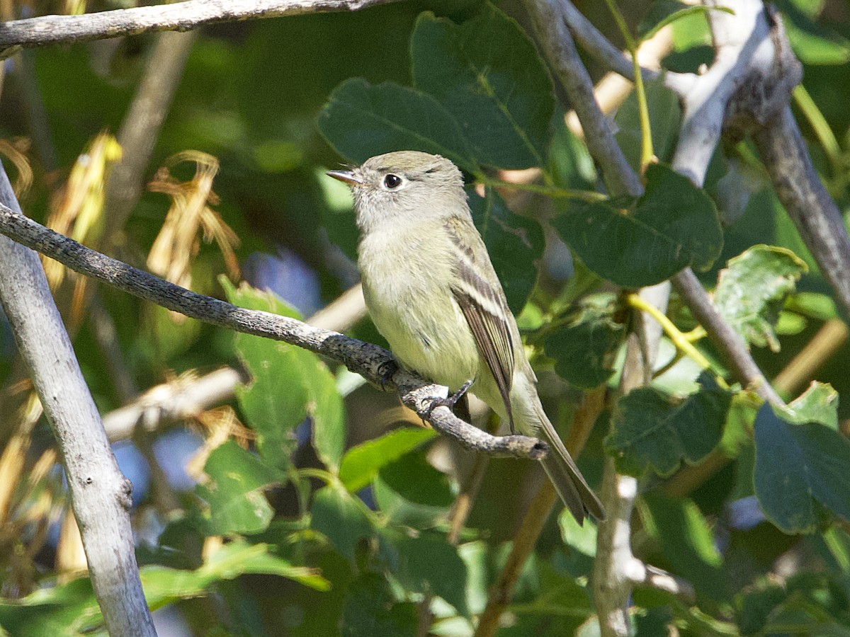 Hammond's/Dusky Flycatcher - ML624114390