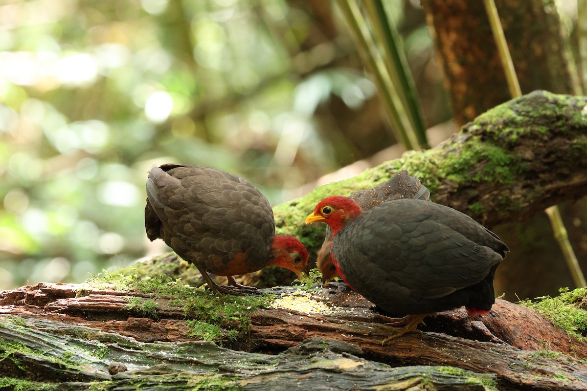 Crimson-headed Partridge - ML624114401