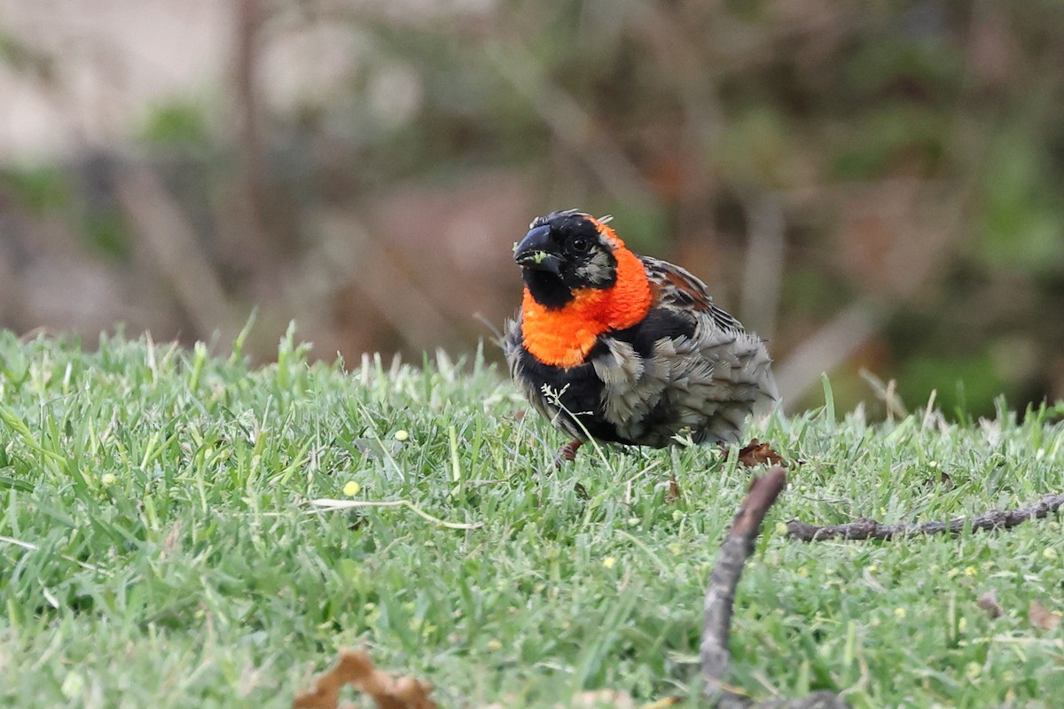 Southern Red Bishop - ML624114404