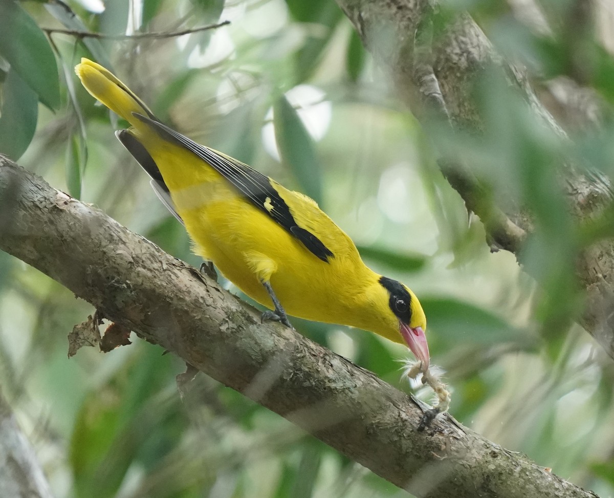 Black-naped Oriole - ML624114412