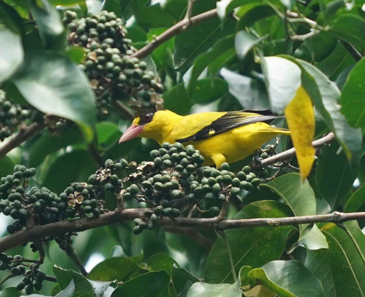 Black-naped Oriole - ML624114413