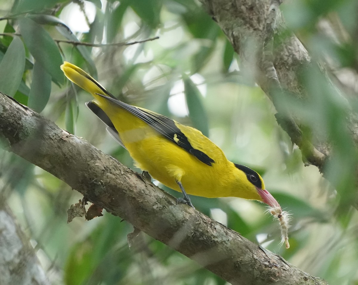 Black-naped Oriole - ML624114414