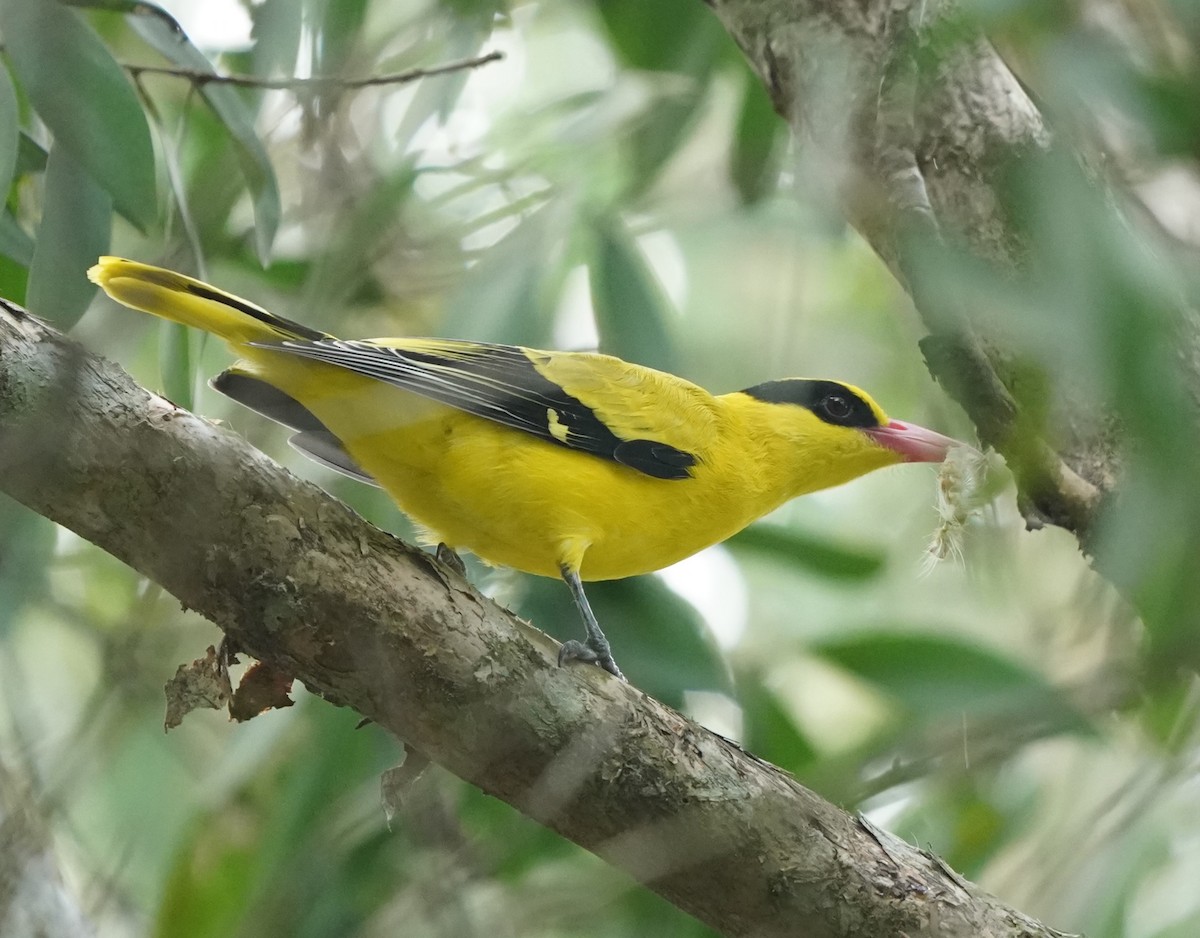 Black-naped Oriole - ML624114415