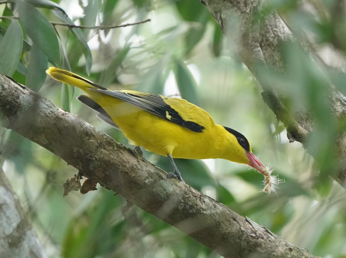 Black-naped Oriole - Keng Keok Neo