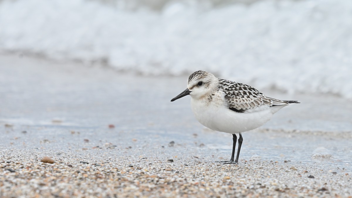 Sanderling - ML624114421