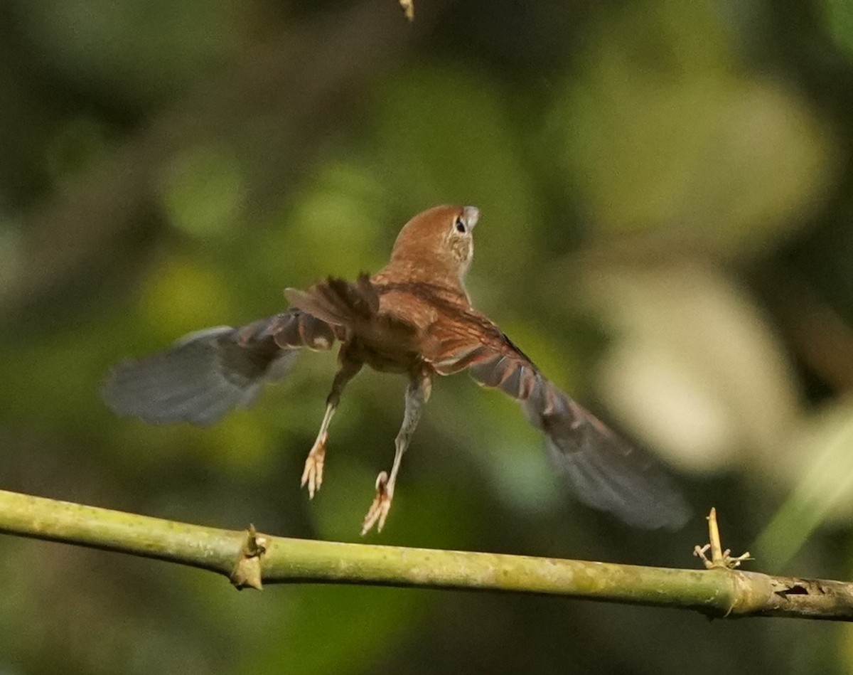 Tiger Shrike - ML624114428