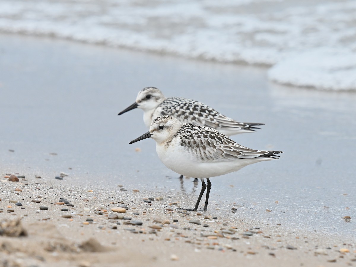 Sanderling - ML624114438