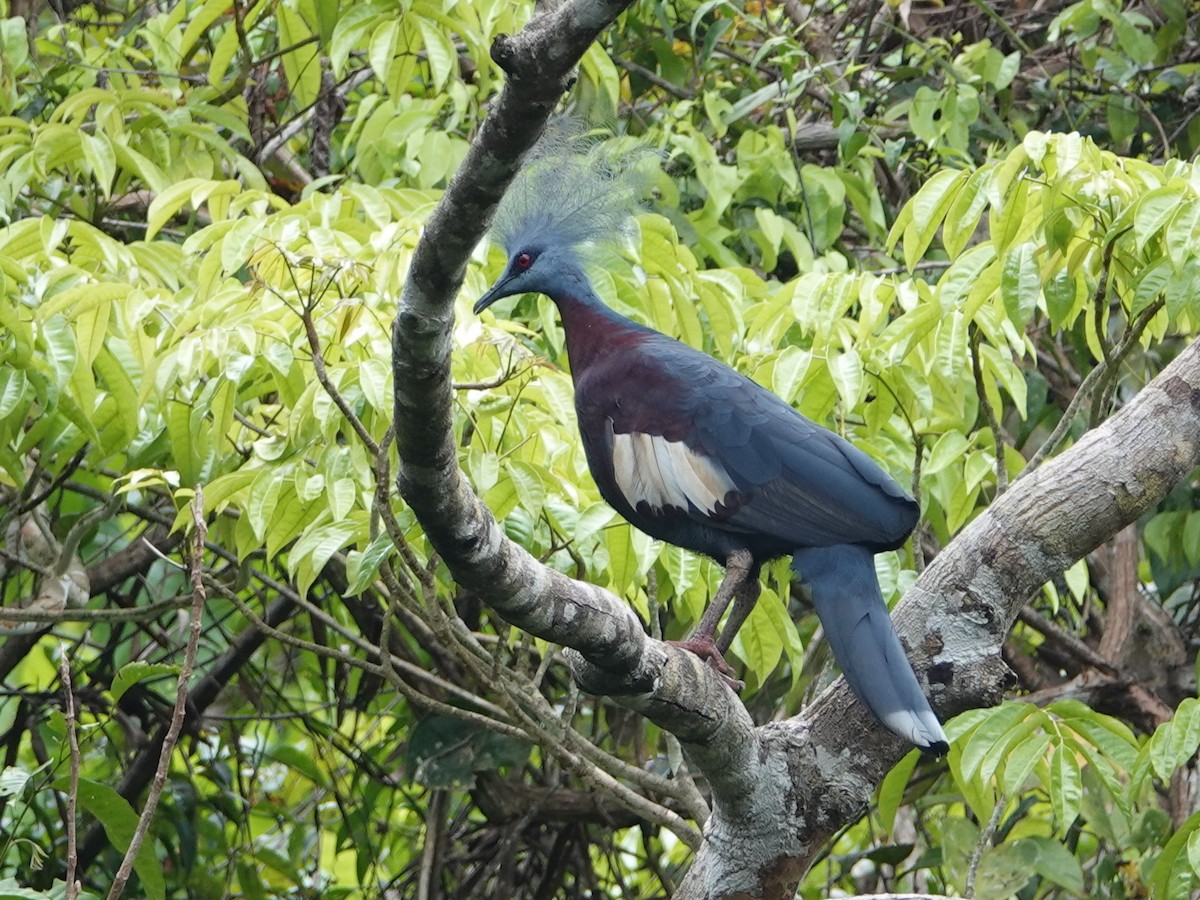 Sclater's Crowned-Pigeon - ML624114468