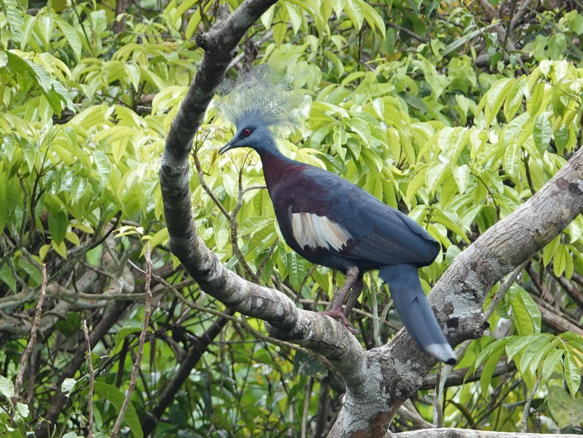 Sclater's Crowned-Pigeon - ML624114470