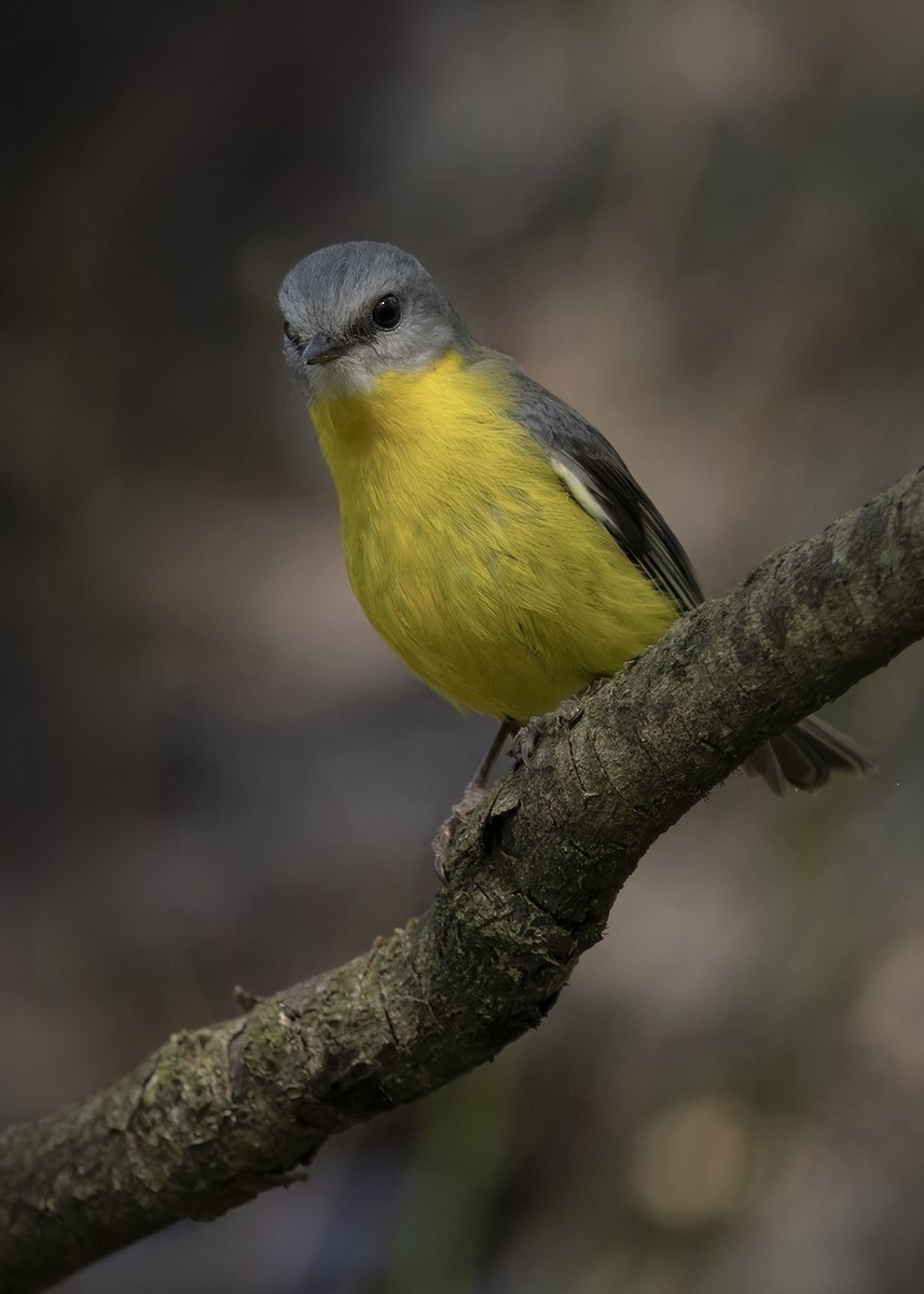 Eastern Yellow Robin - Bruce Ward-Smith