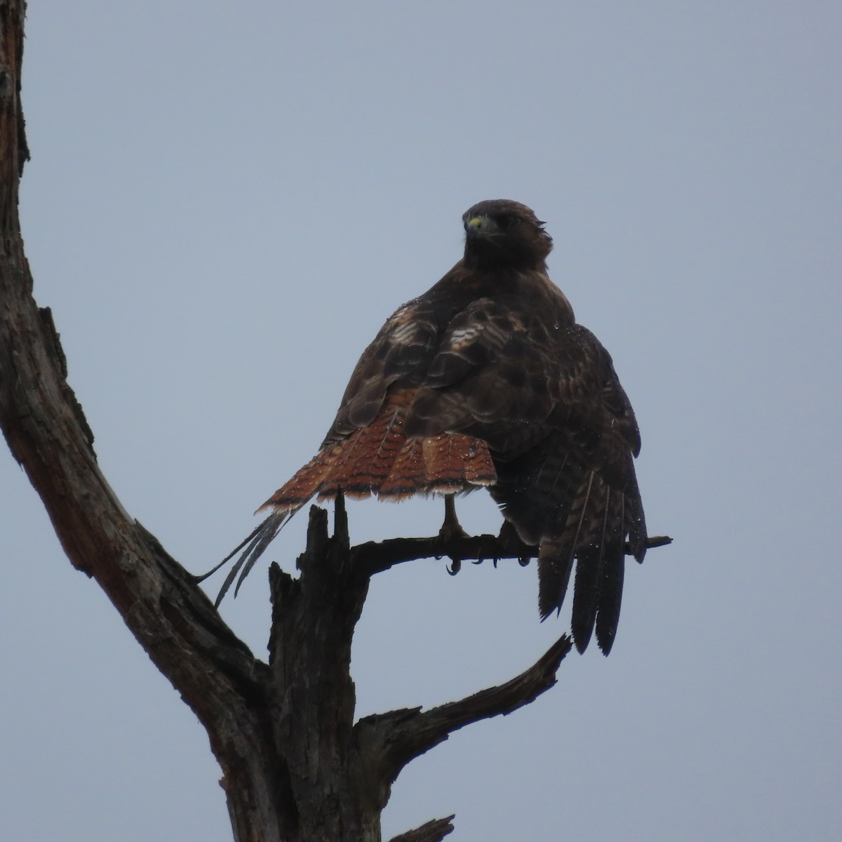 Red-tailed Hawk - ML624114476