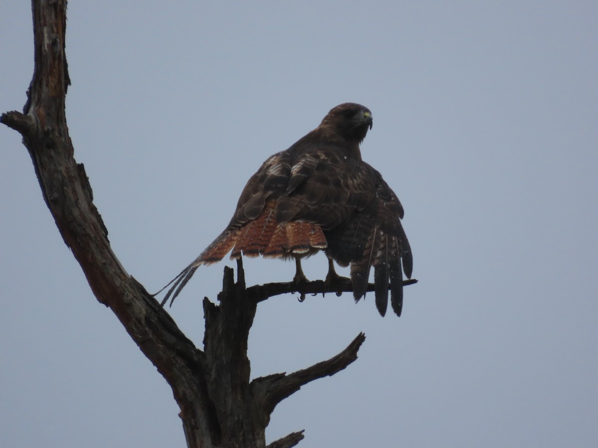 Red-tailed Hawk - ML624114477