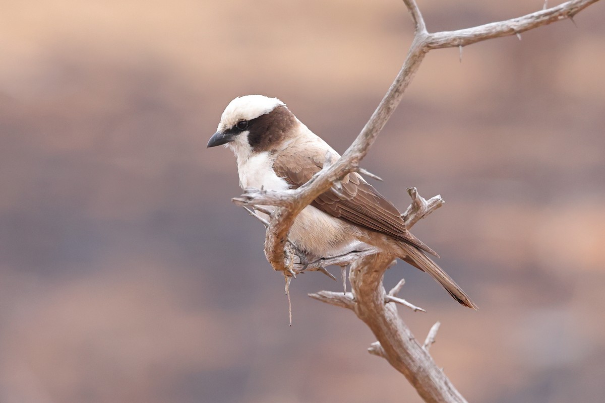 White-crowned Shrike - ML624114480