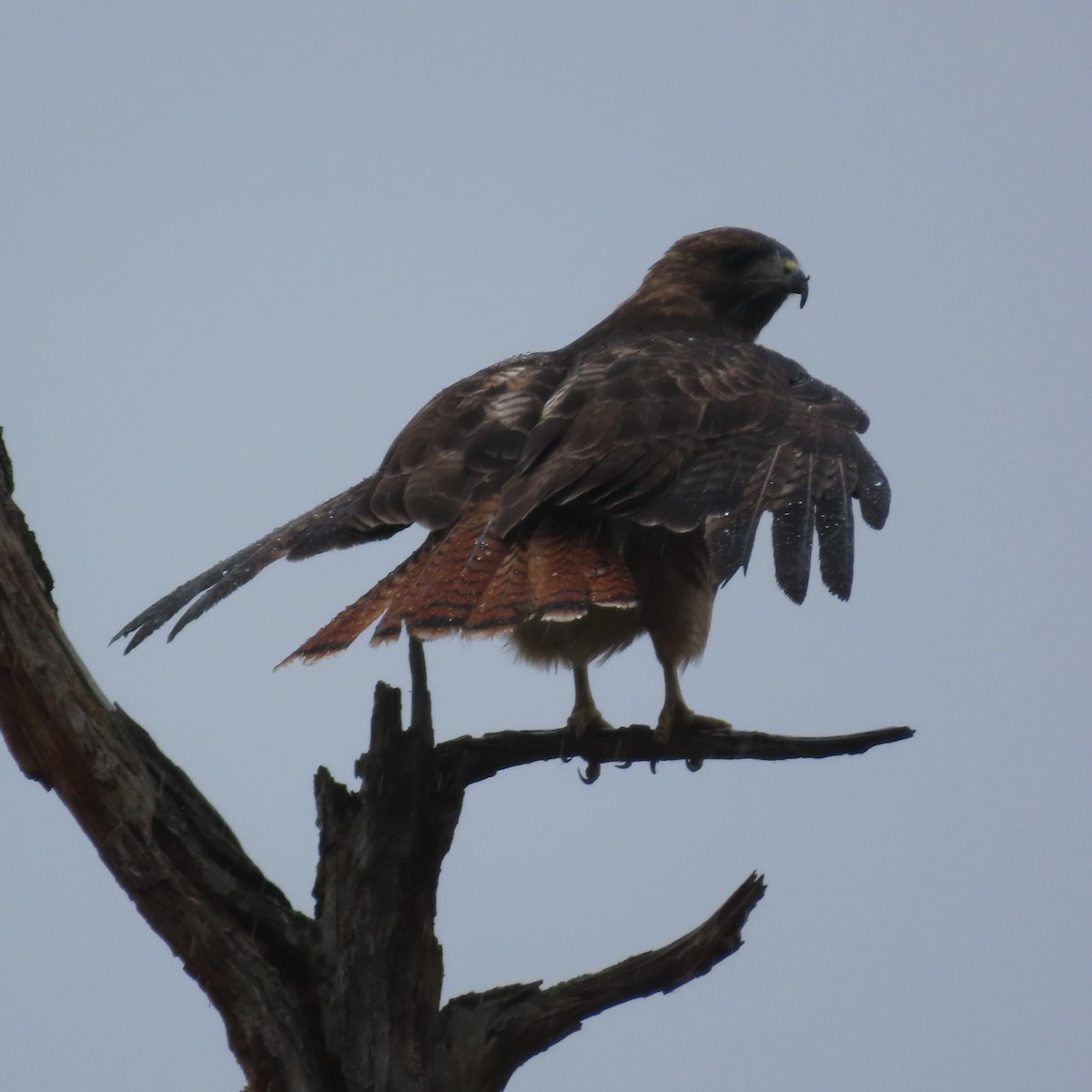 Red-tailed Hawk - ML624114484