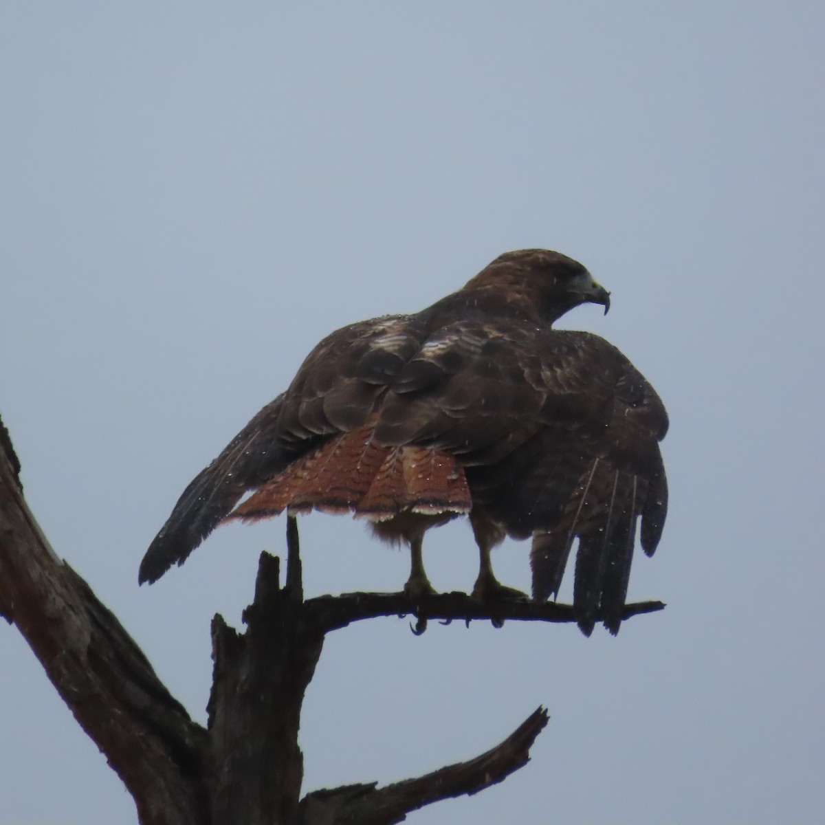 Red-tailed Hawk - ML624114485