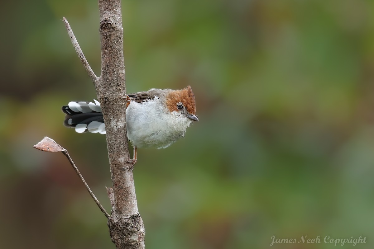 Chestnut-crested Yuhina - ML624114506