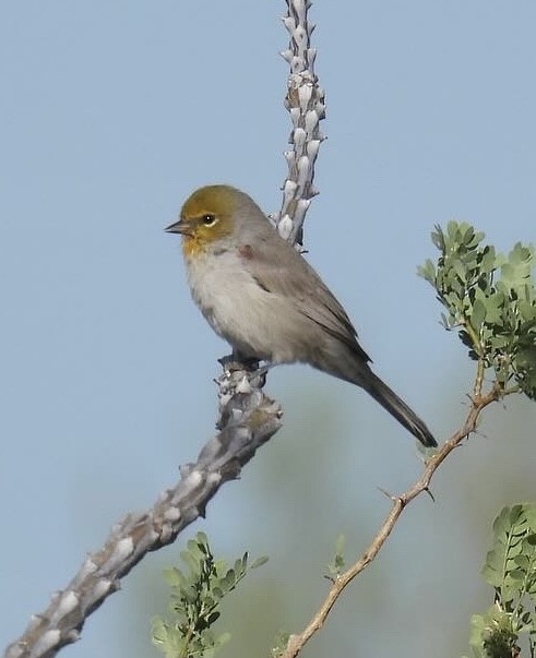 Verdin - ML624114512