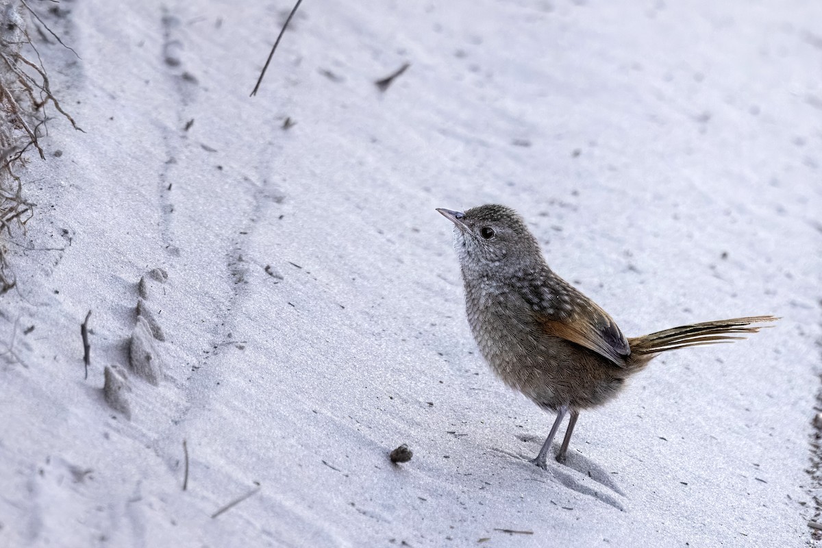 Western Bristlebird - ML624114525