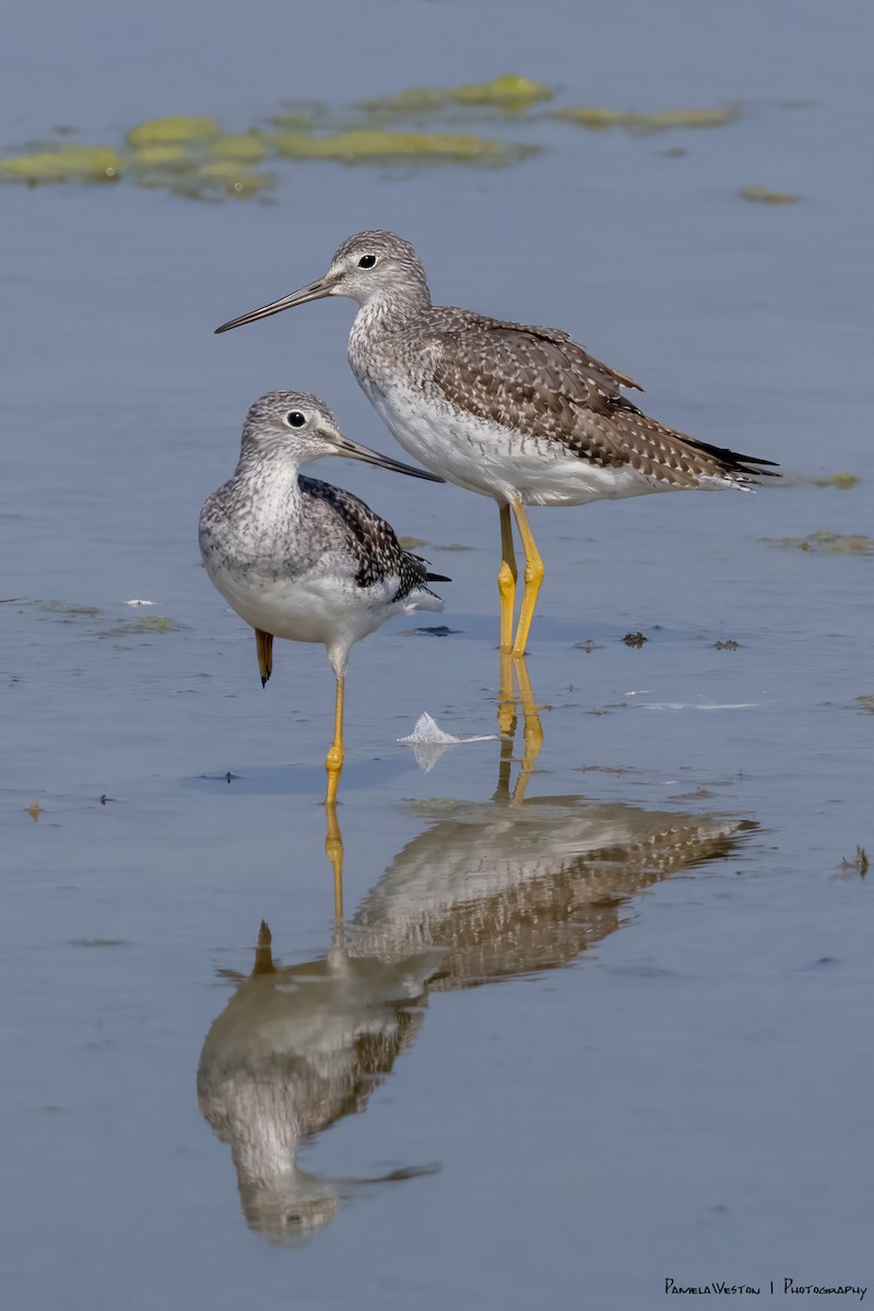 Greater Yellowlegs - ML624114529