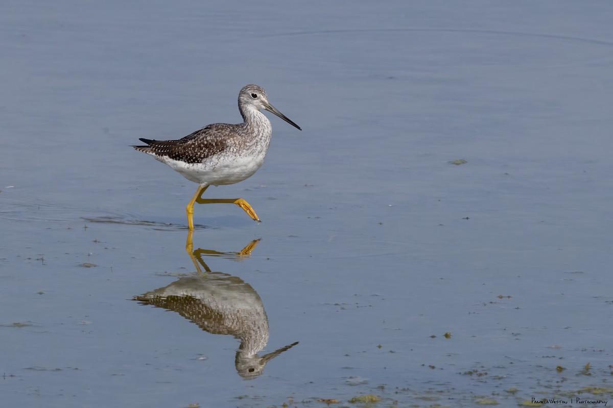 Greater Yellowlegs - ML624114530