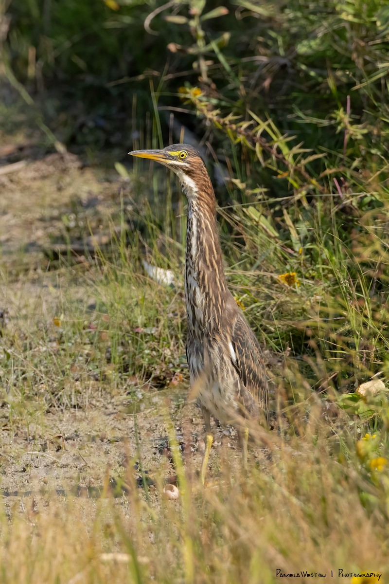 Green Heron - ML624114534