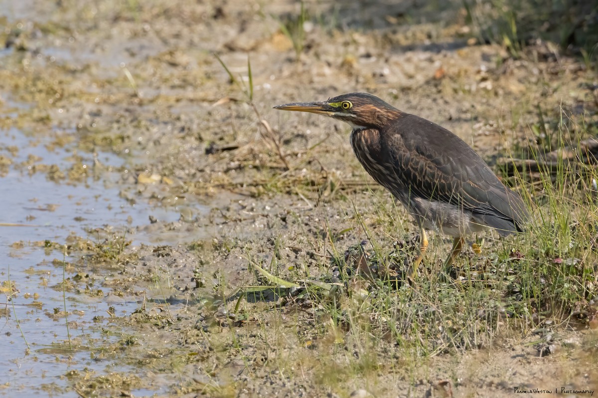 Green Heron - Pamela Weston