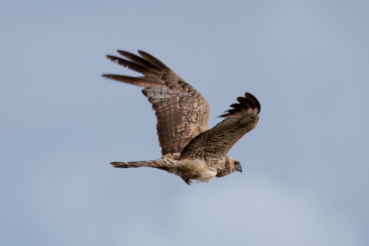 Spotted Harrier - ML624114589